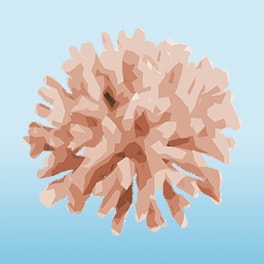 Sango Korallen Kalzium